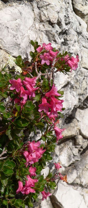 Dolomity_07-2010_ 154m.jpg