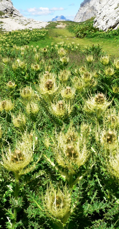 Dolomity_07-2010_ 254m.jpg